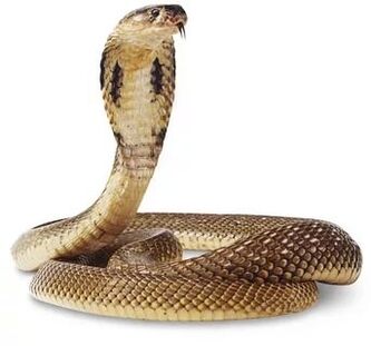 composição da cobra rei